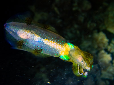 Reef squid at night macro