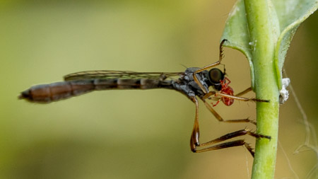 Robber fly on stem macro