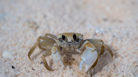 Sand crab on beach