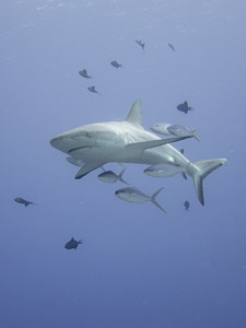 Shark swimming with fish