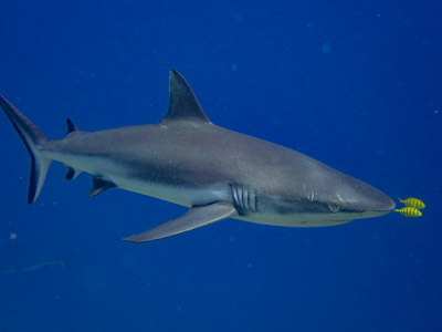Silky shark with pilot fish