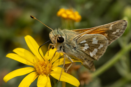 Skipper butterfly on yellow flower macro