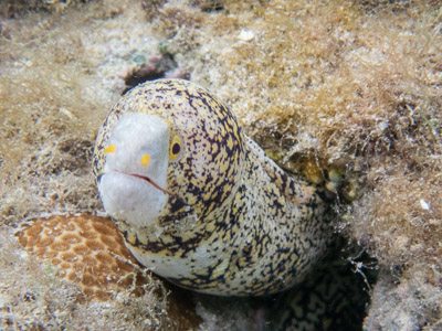 Snowflake moray eel underwater