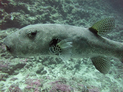 Spotted pufferfish underwater