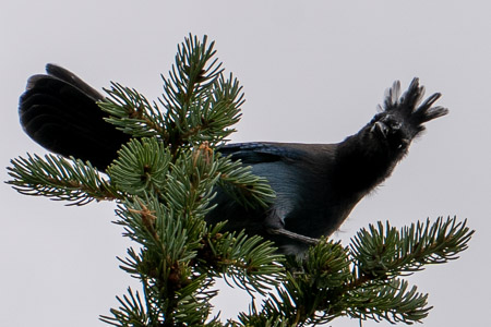 Stellar jay in pine tree