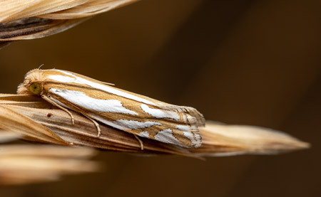Striped moth on dried grass stalk macro