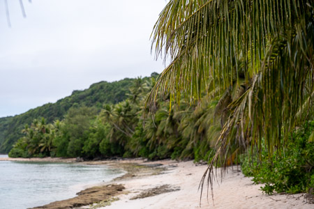 Tropical beach with palm trees and jungle