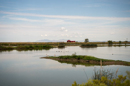 Wetland red barn pelicans