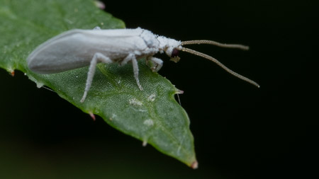 White insect on leaf macro