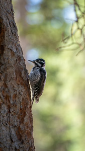 Woodpecker on tree trunk