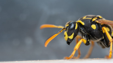 Yellow jacket wasp close up macro