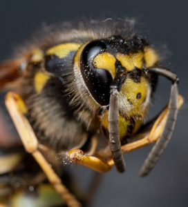 Yellow jacket wasp macro